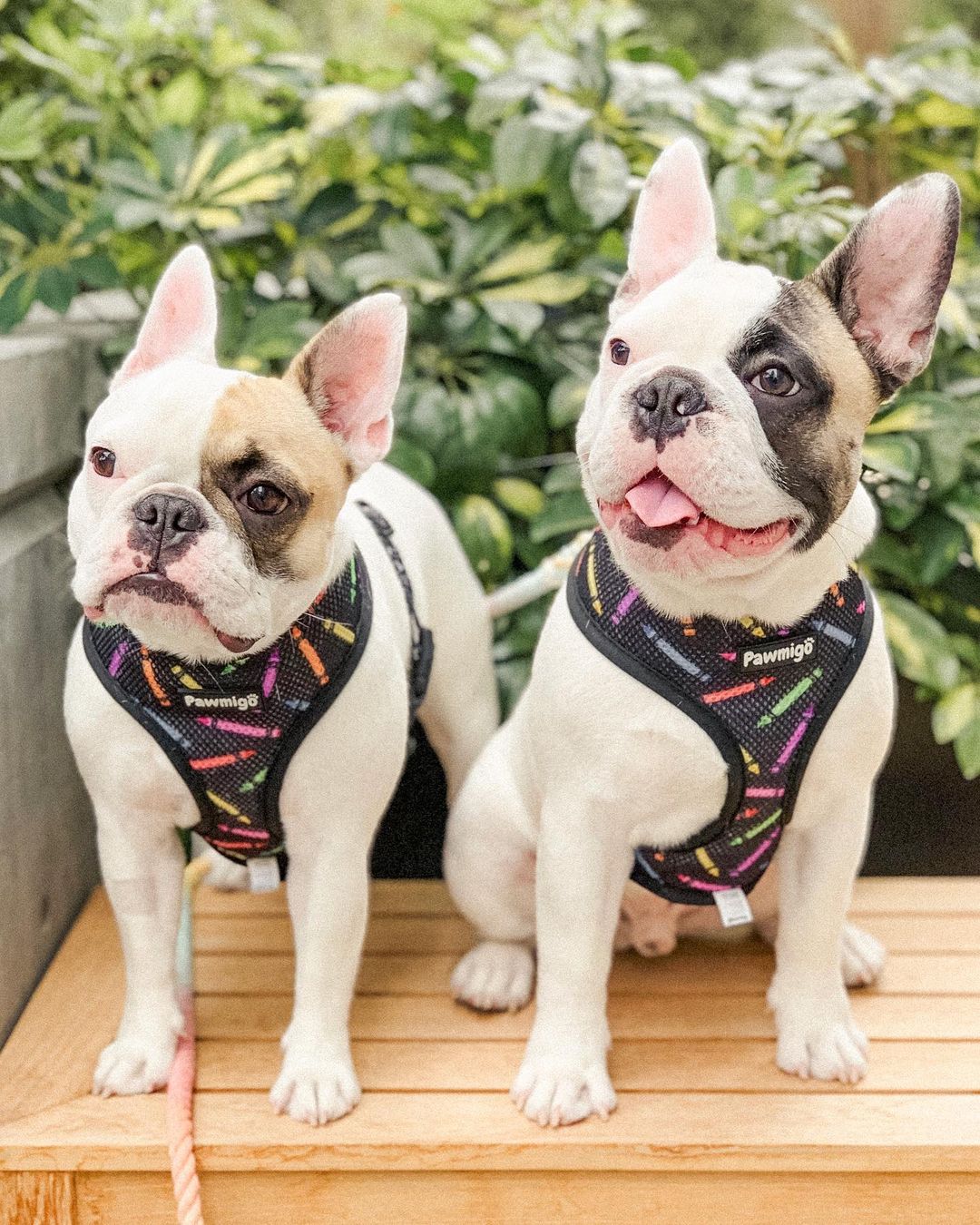 Teacher's Pet Reversible Harness - Image 2
