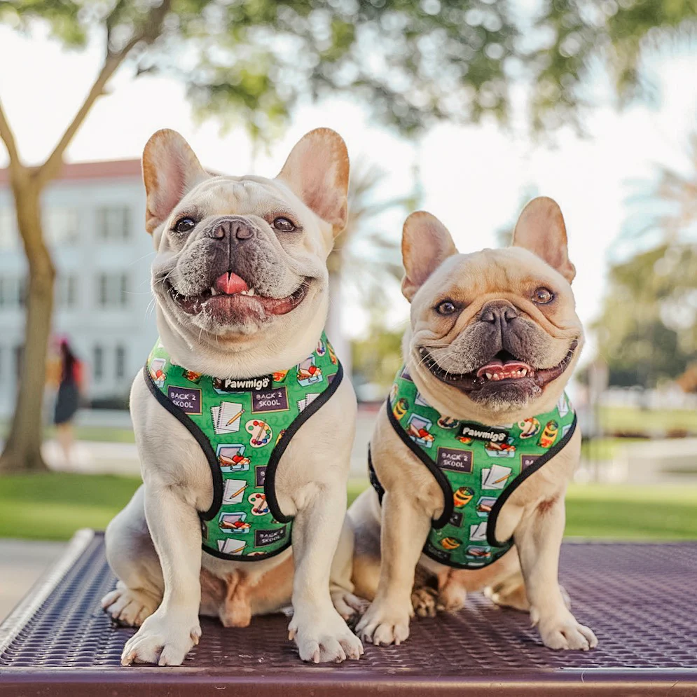 Teacher's Pet Reversible Harness - Image 3