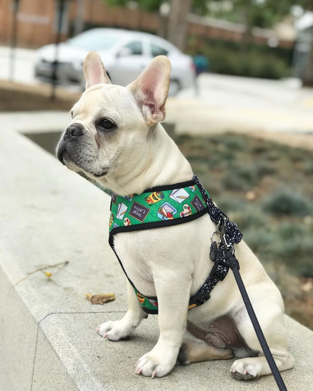 Teacher's Pet Reversible Harness - Image 6