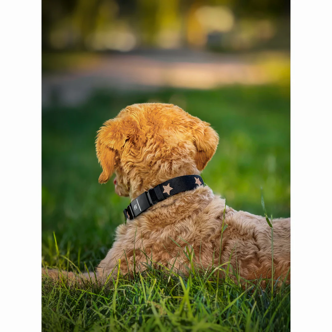 The DOGISTRY x Fi Rockstar 3+ Collar Band - Image 3