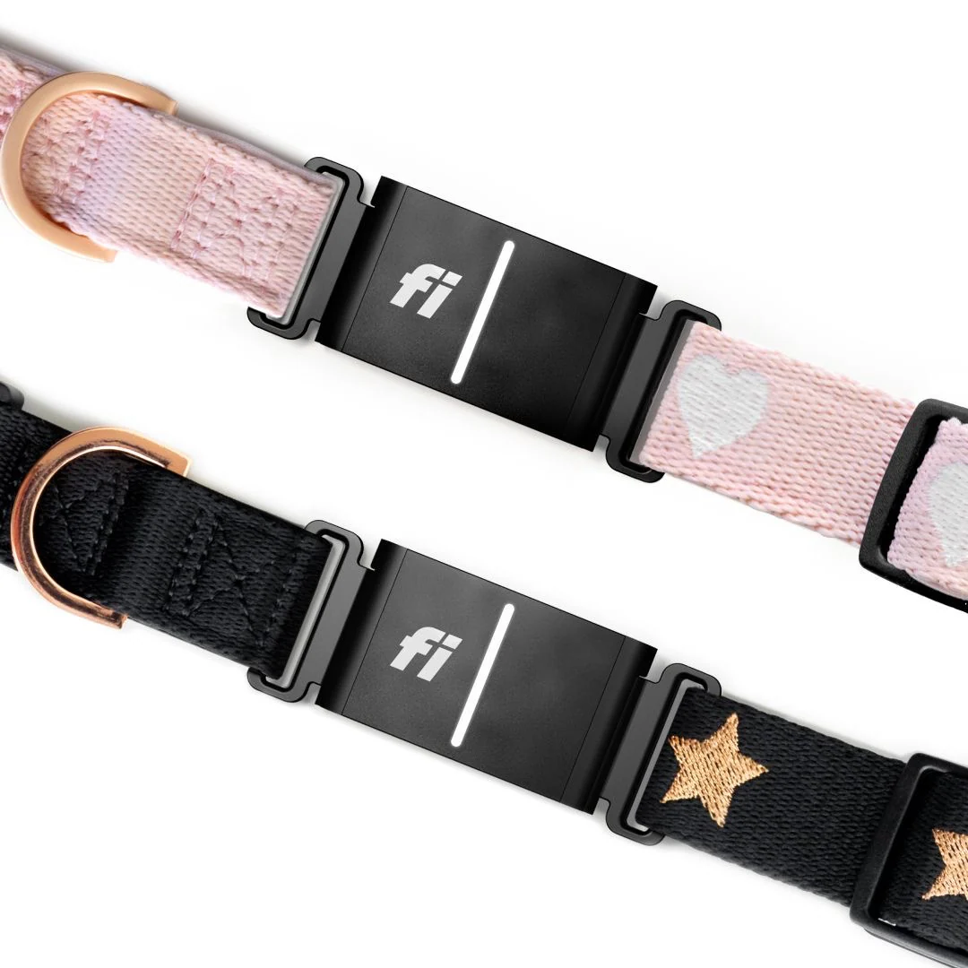 The DOGISTRY x Fi Rockstar 3+ Collar Band - Image 7