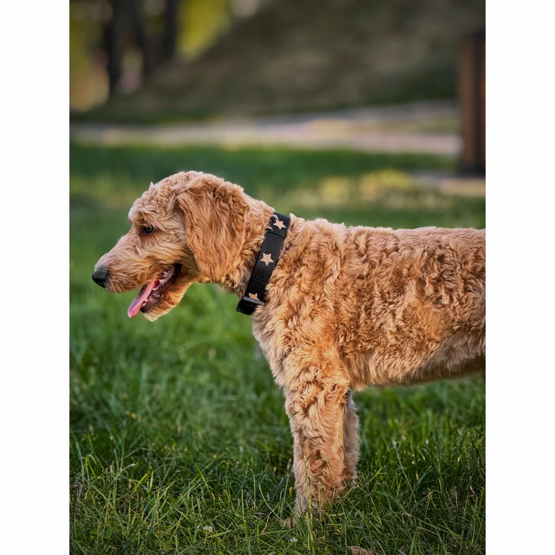 The DOGISTRY x Fi Rockstar 3+ Collar Band - Image 8