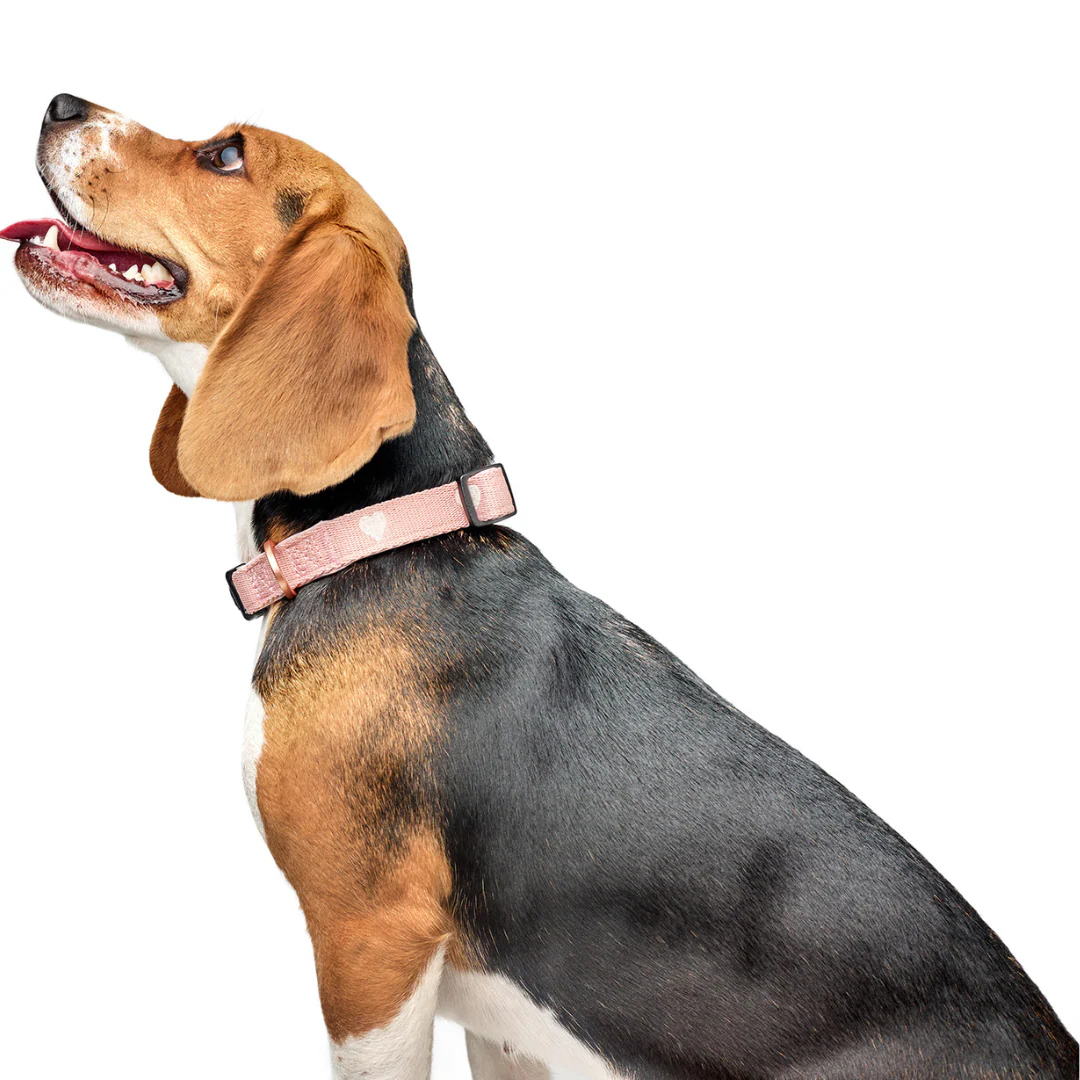 The DOGISTRY x Fi Sweetheart 3+ Collar Band - Image 3