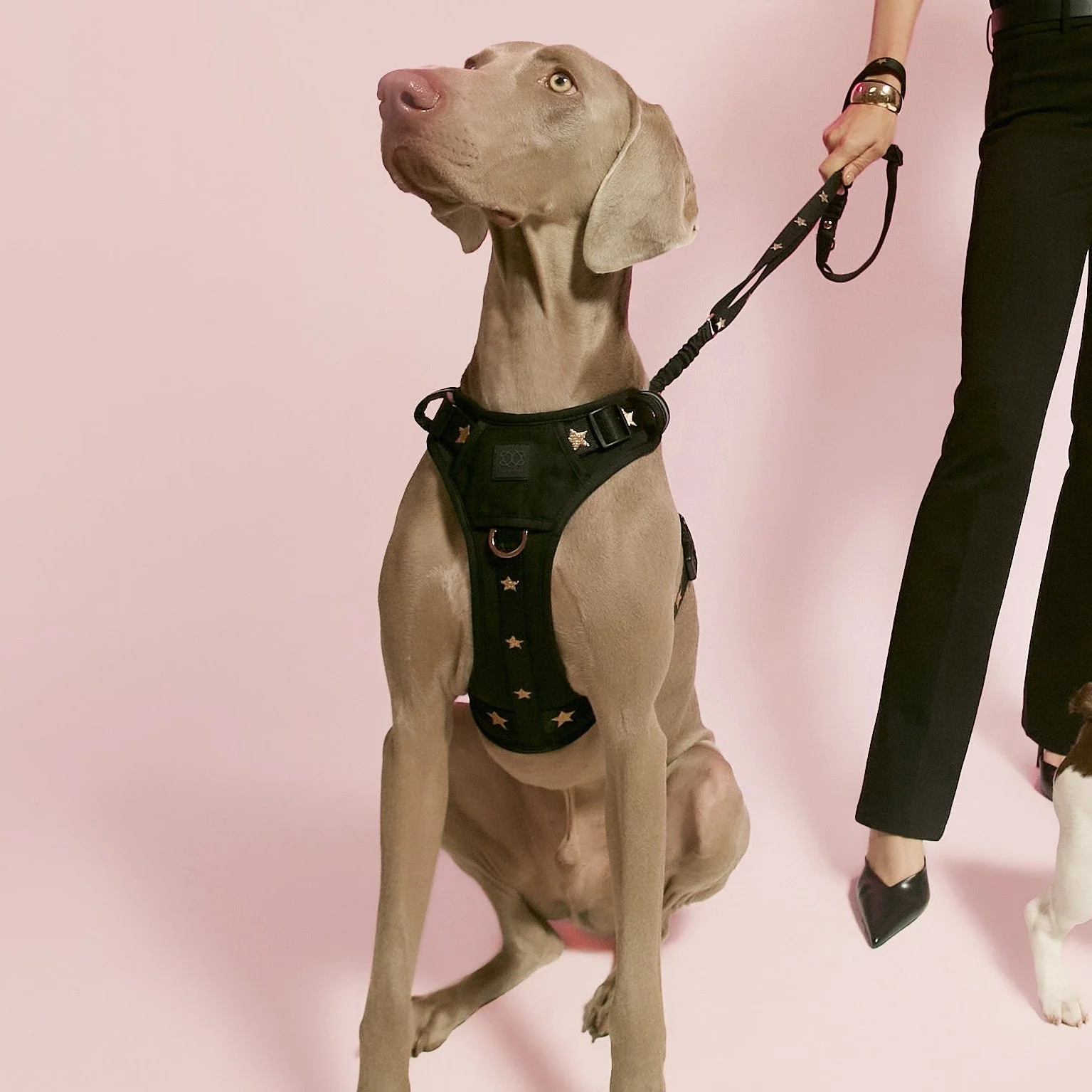 The NoMad Adjustable Luxe Harness - Rockstar - Image 2