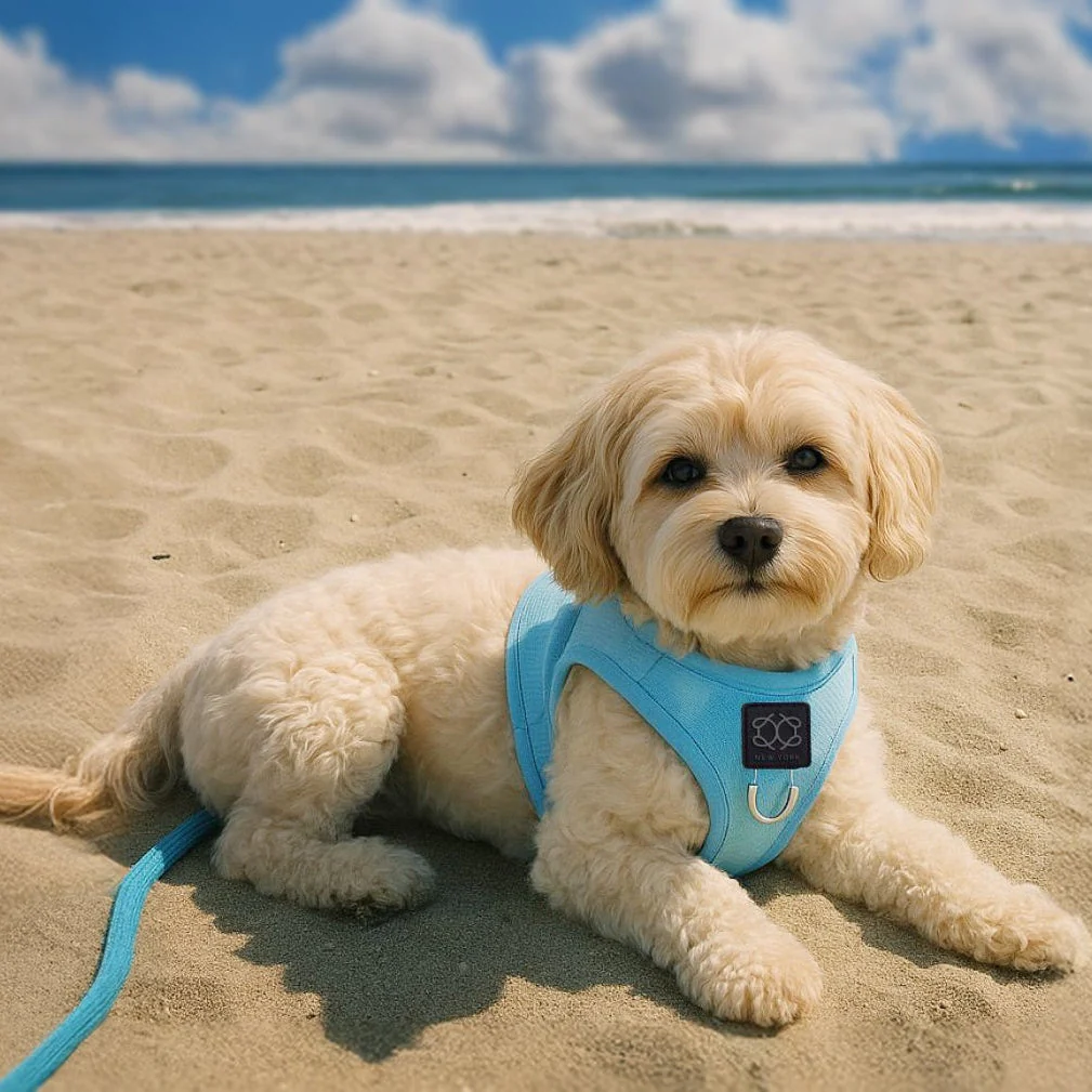Light as AIR Harness - Ocean - Image 2