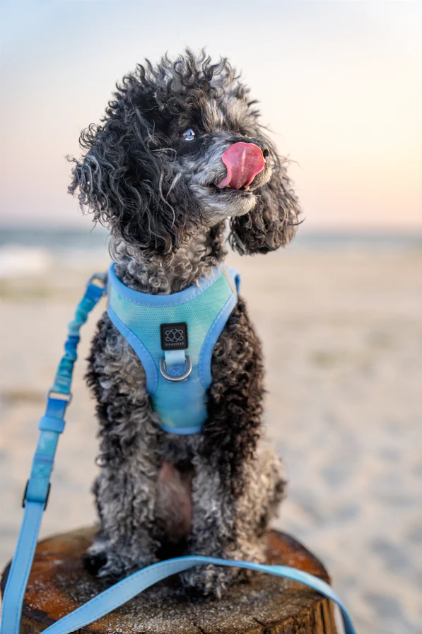 Light as AIR Harness - Ocean - Image 4