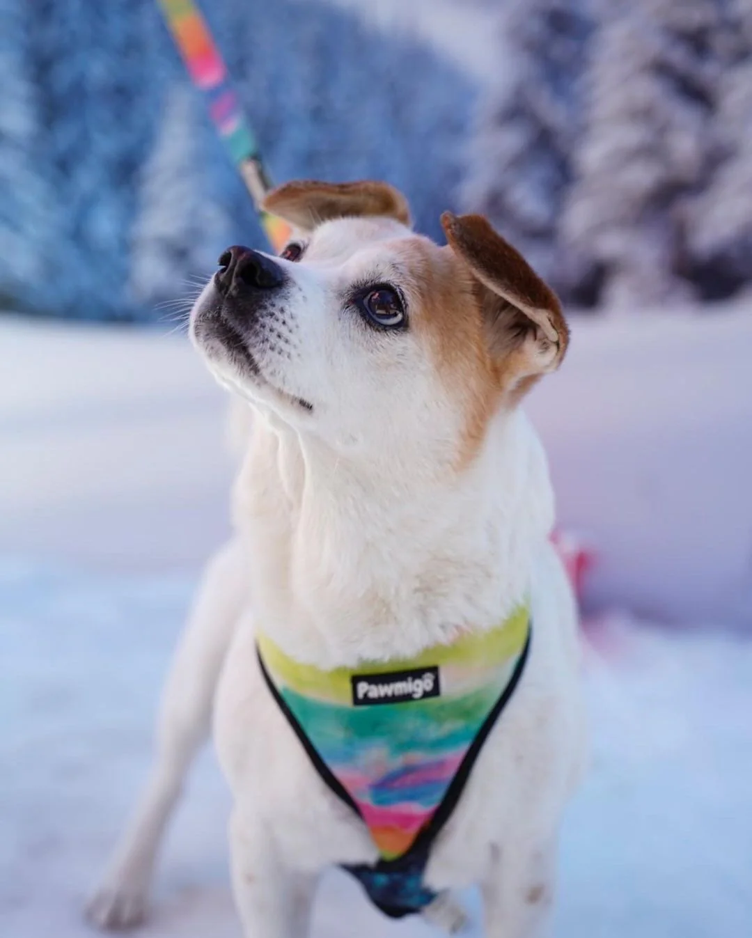 Tie-Dye For Leash Kit - Image 2