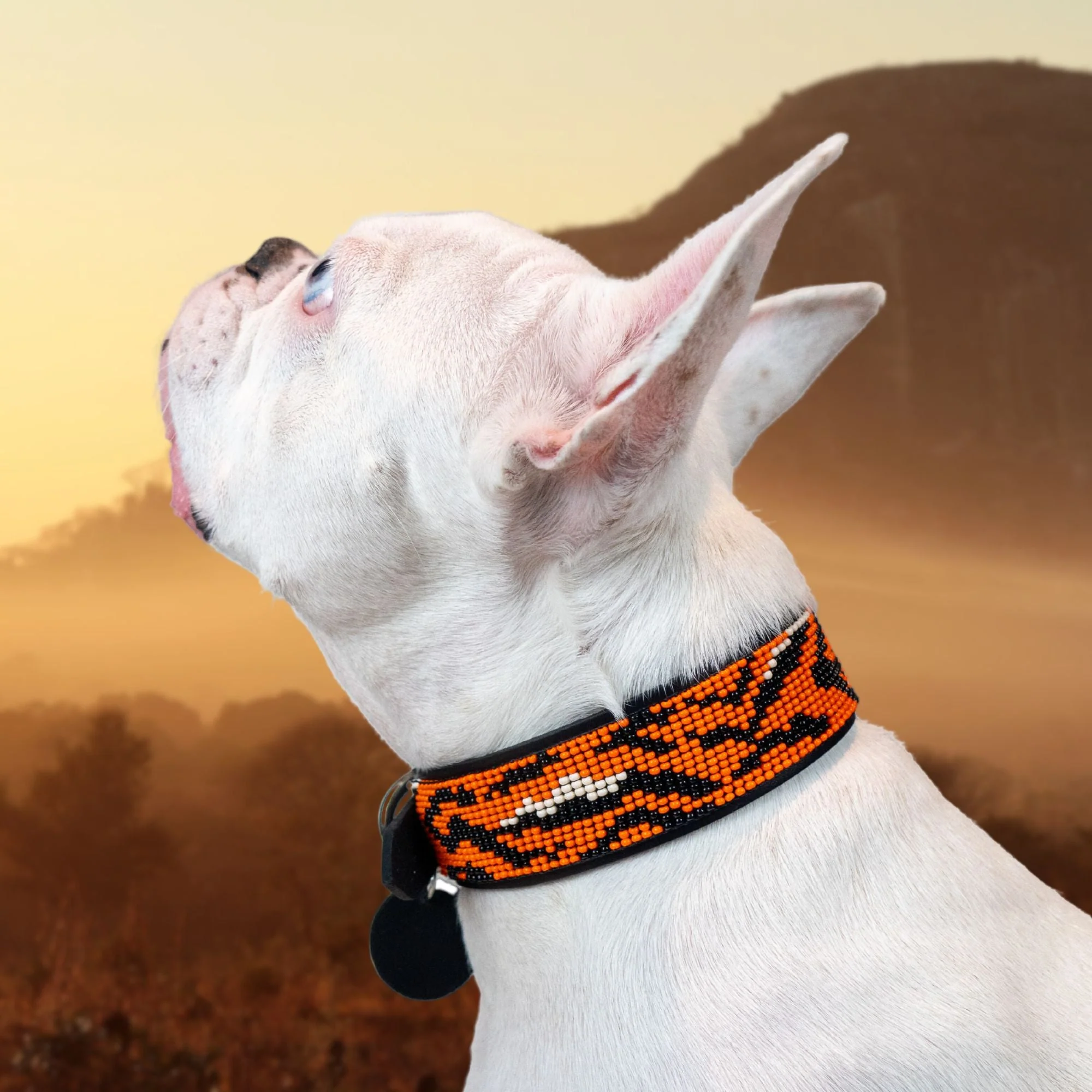 Tiger Sambboho dog collar (animal print collection) - Image 3