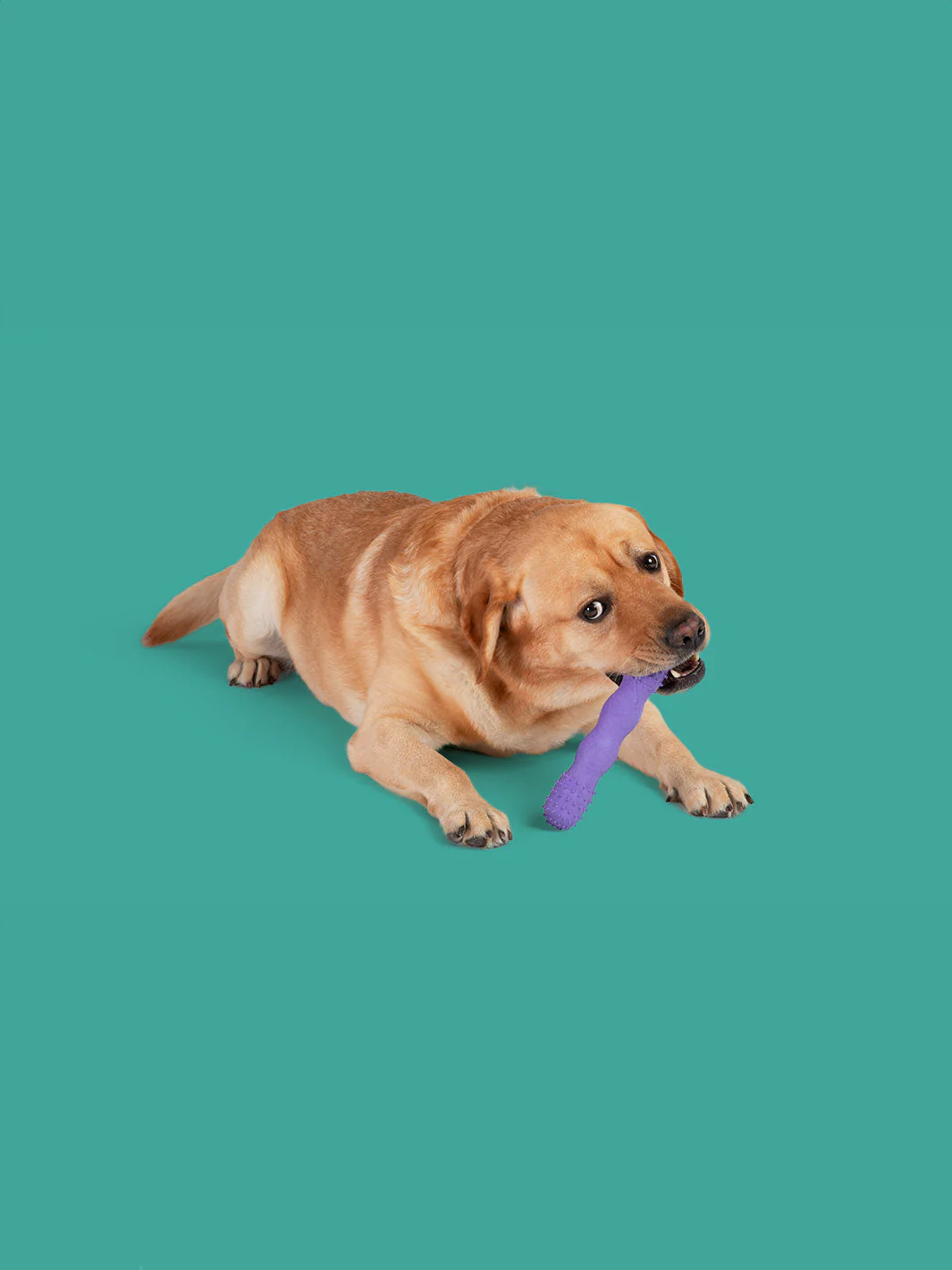 ToothBuddy MAX - Image 2