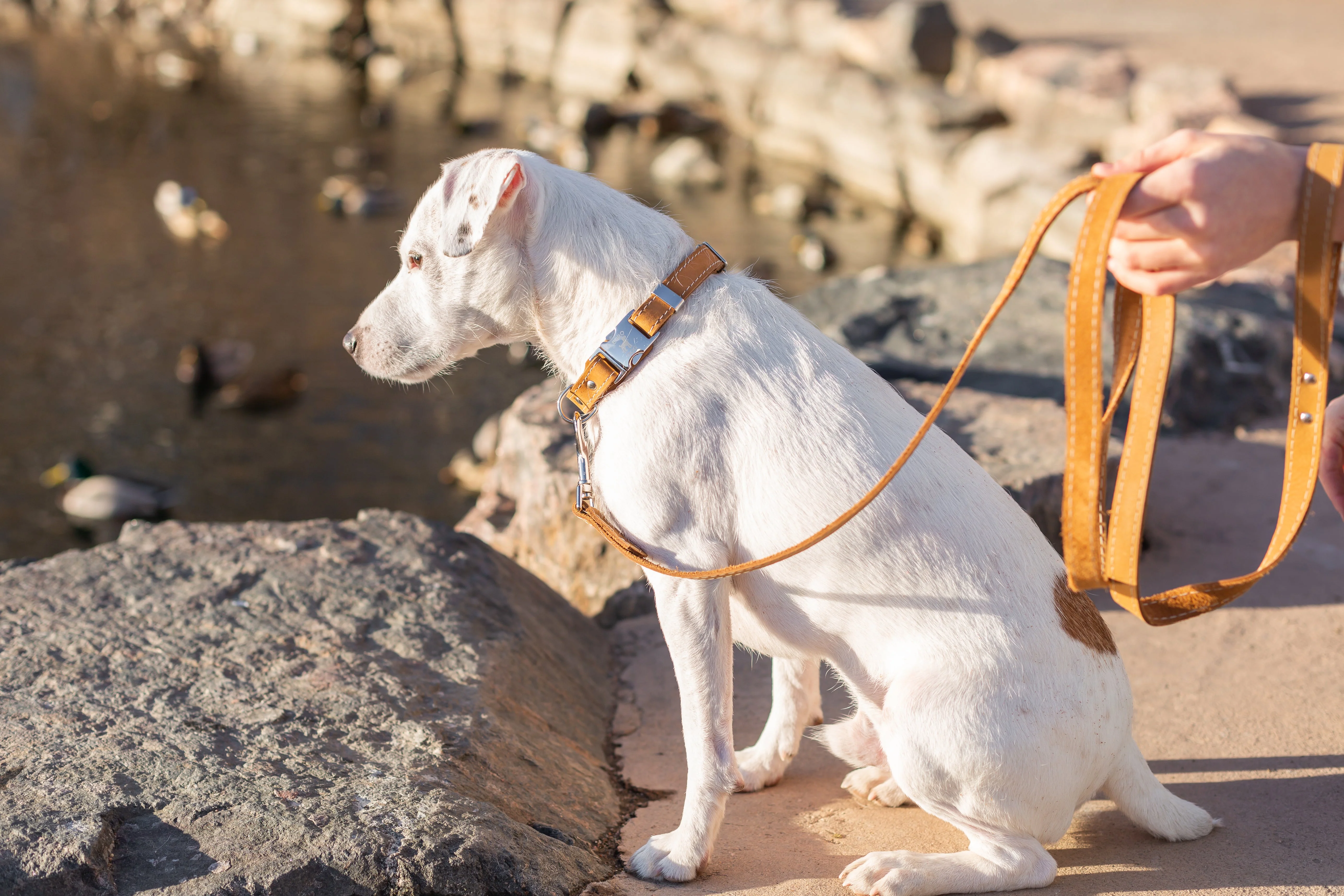 Pro Line Hunting Khaki Leather Leash - Image 2