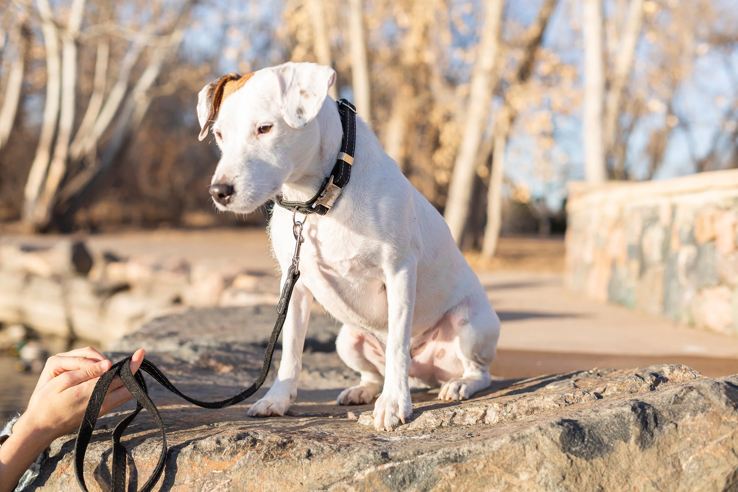Pro Line Hunting Midnight Black Leather Leash - Image 2