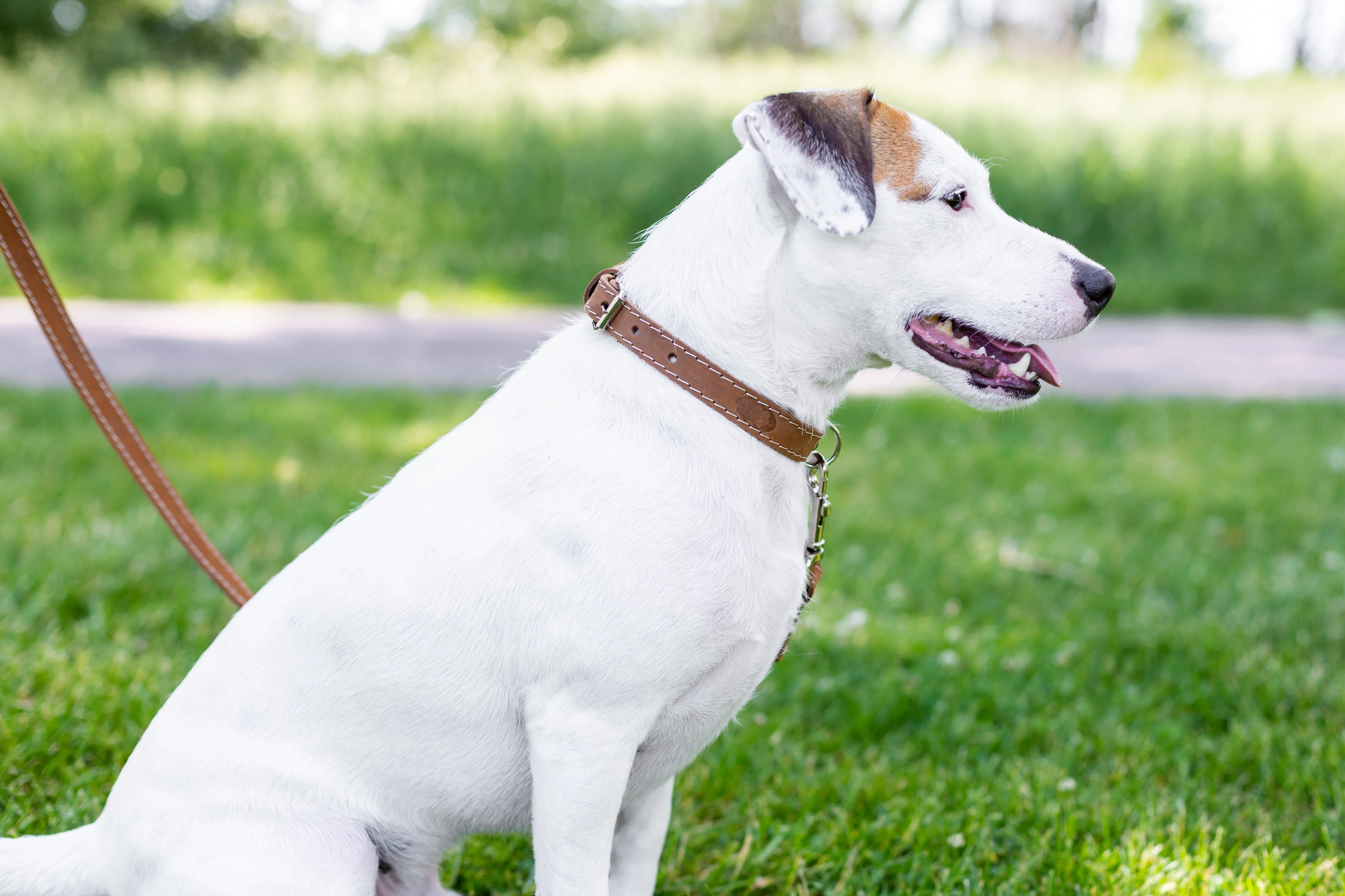 Pro Line Hunting Leather Collar and Leash Set - Image 10