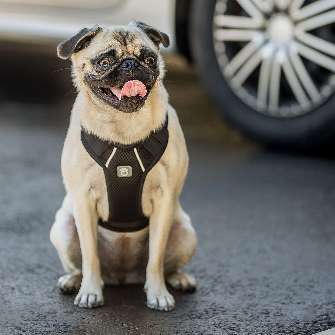 Travel Harness - Black - Image 4