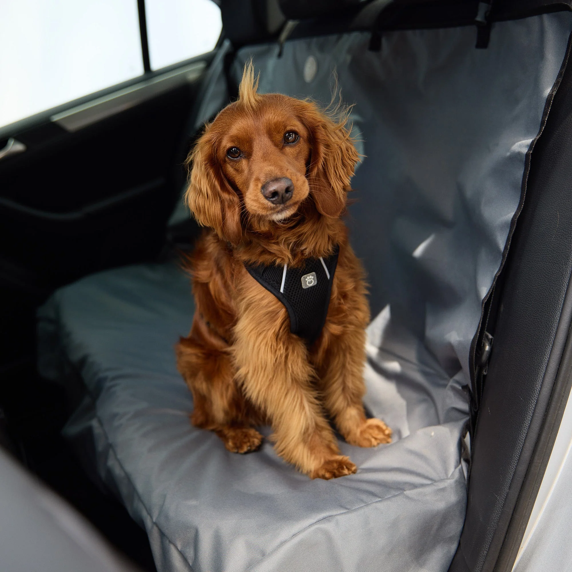 Travel Harness - Black - Image 5