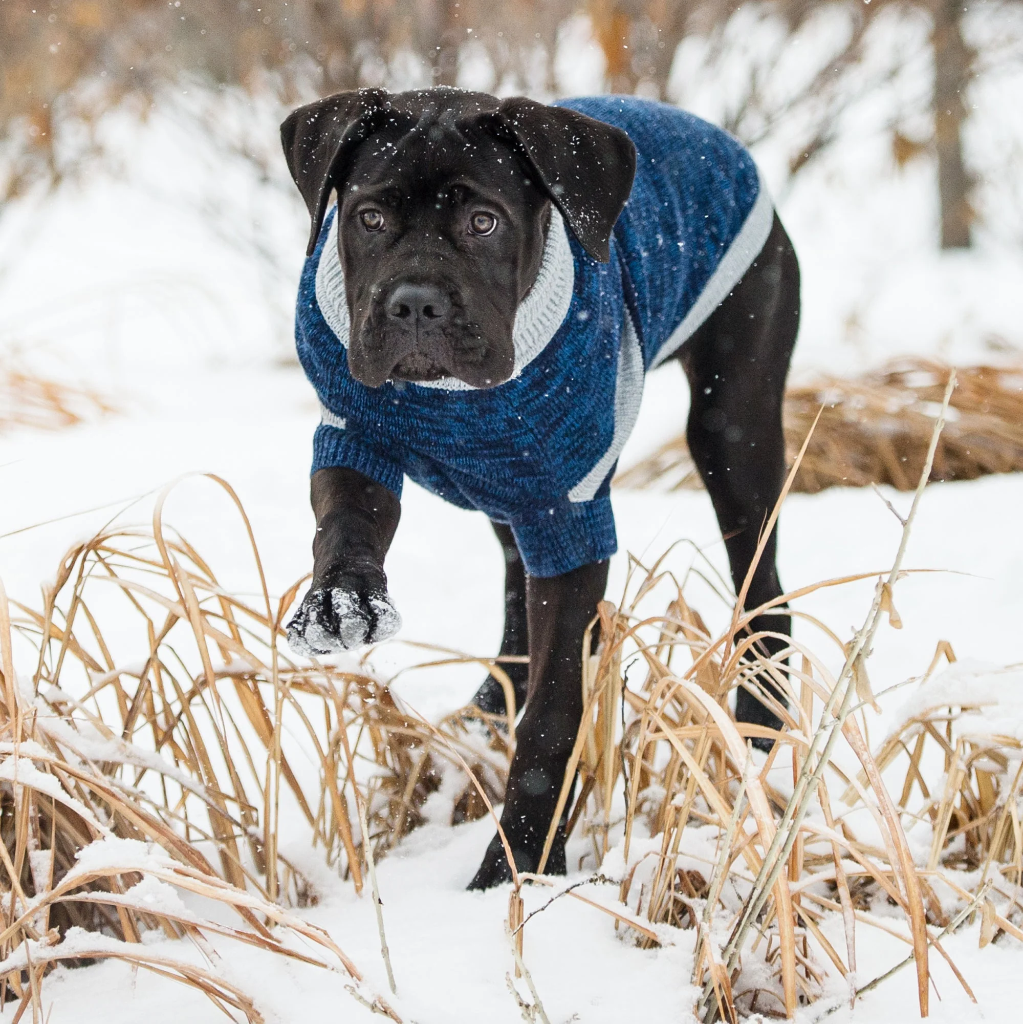 Trekking Sweater - Blue - Image 4