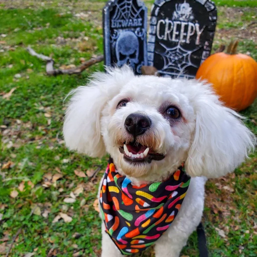 Trick N Treat Cooling Bandana - Image 3