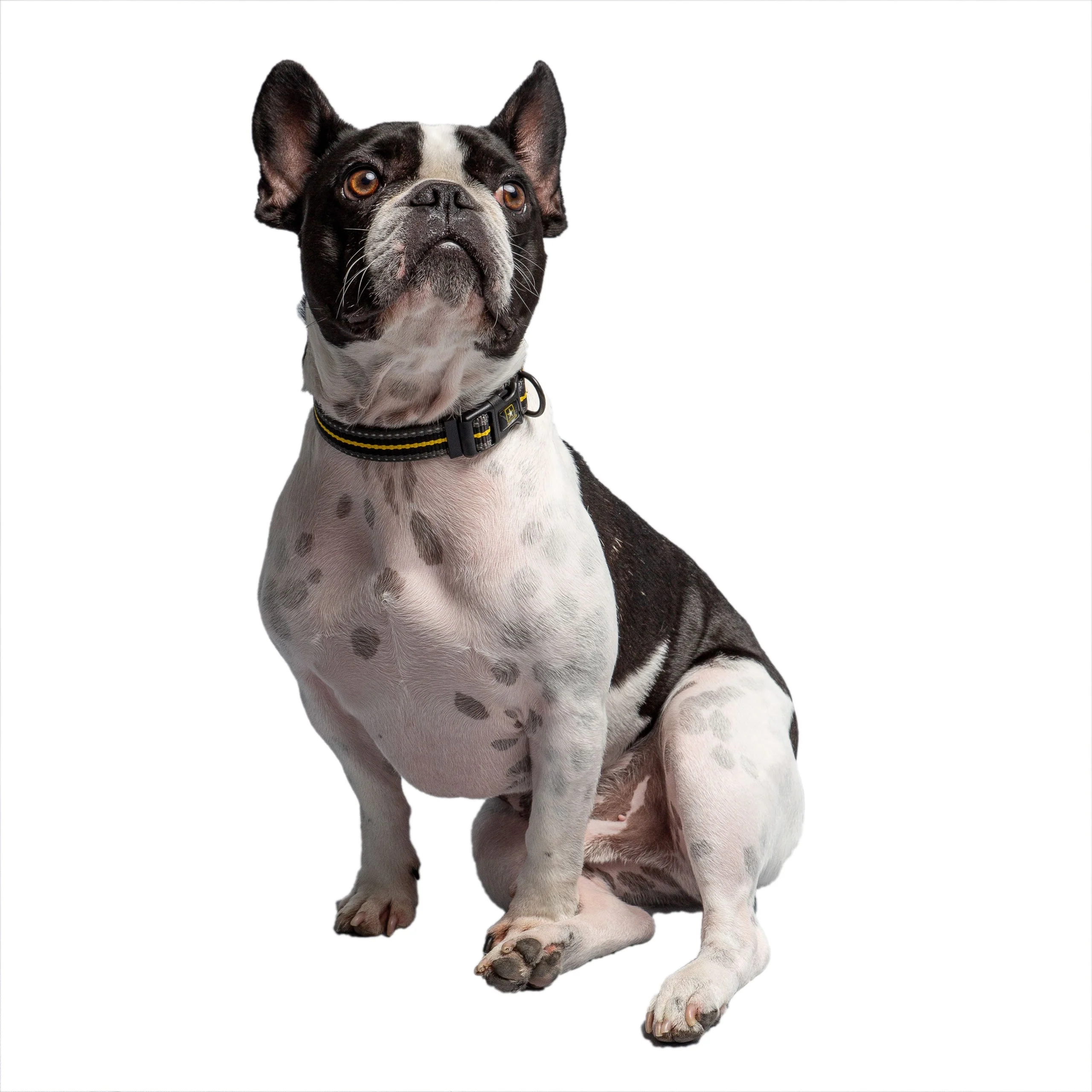 US Army Dog Collar - Dark Camo - Image 3