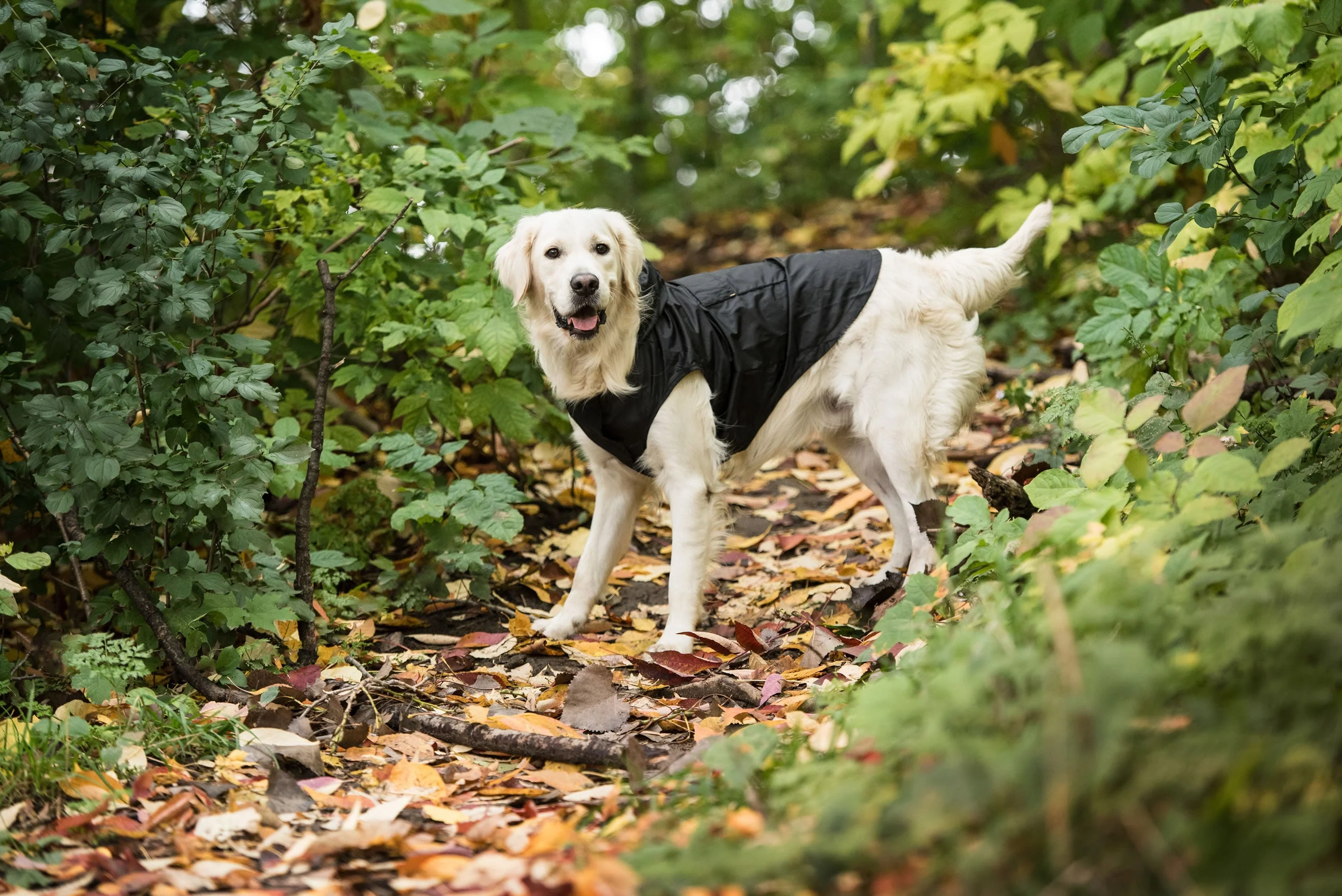 US Army Packable Dog Raincoat - Black - Image 5