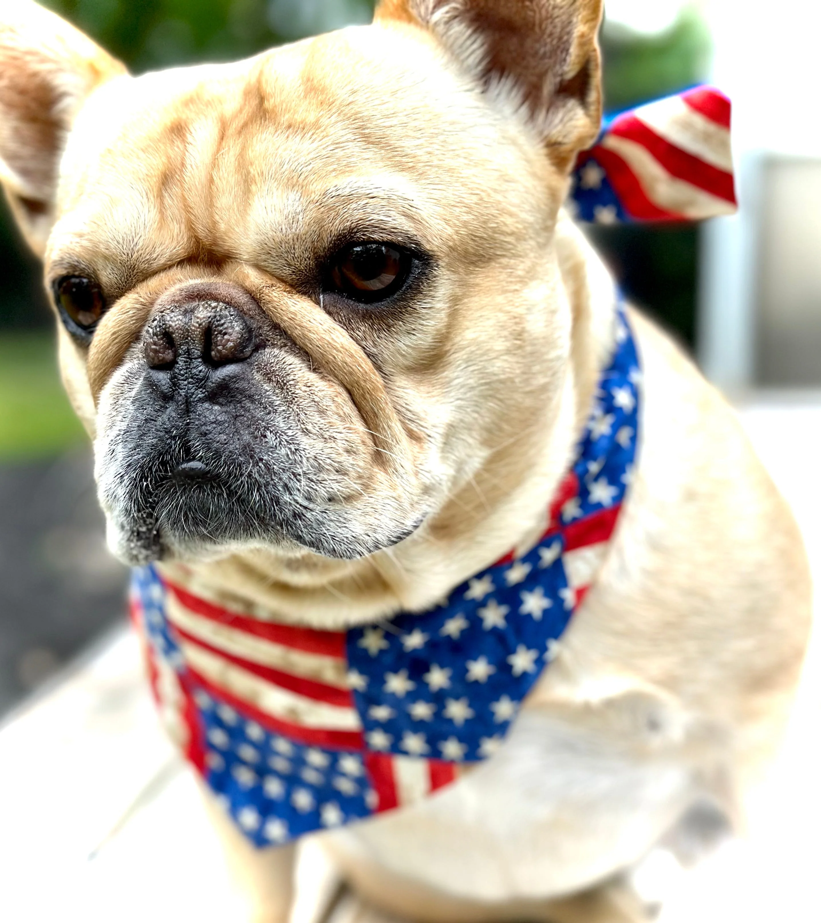 USA Dog Bandana - Image 2