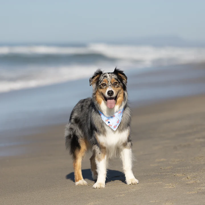 USA Dog Bandana - Image 5