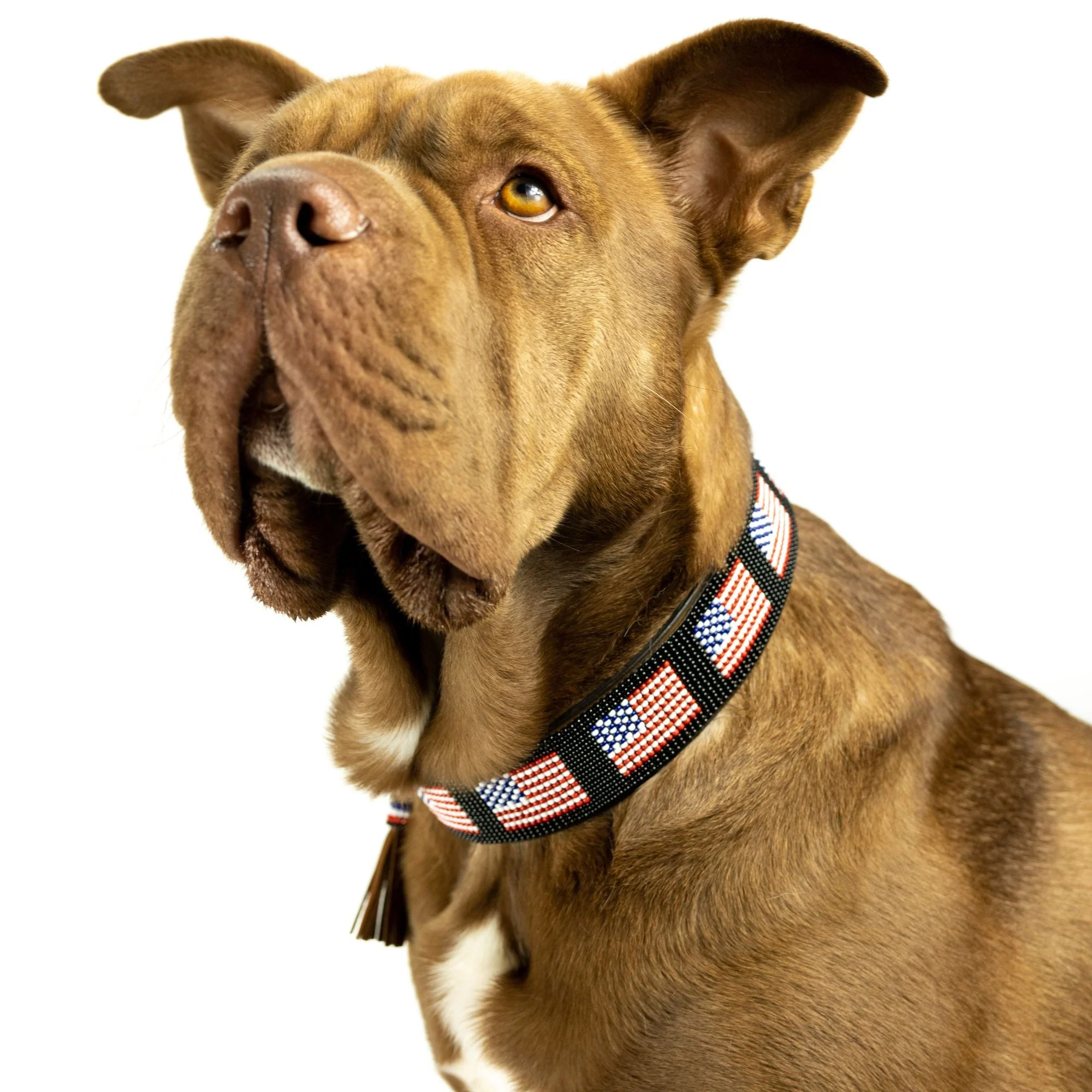 USA Sambboho dog collar - Image 3