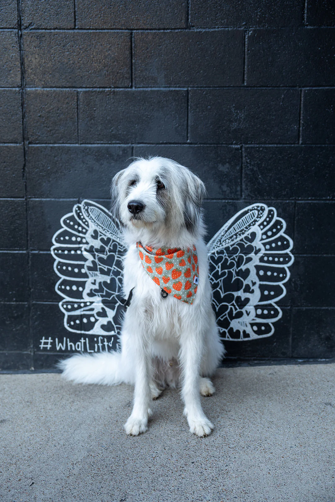 Watermelon & Strawberry Dog Bandana - Image 3