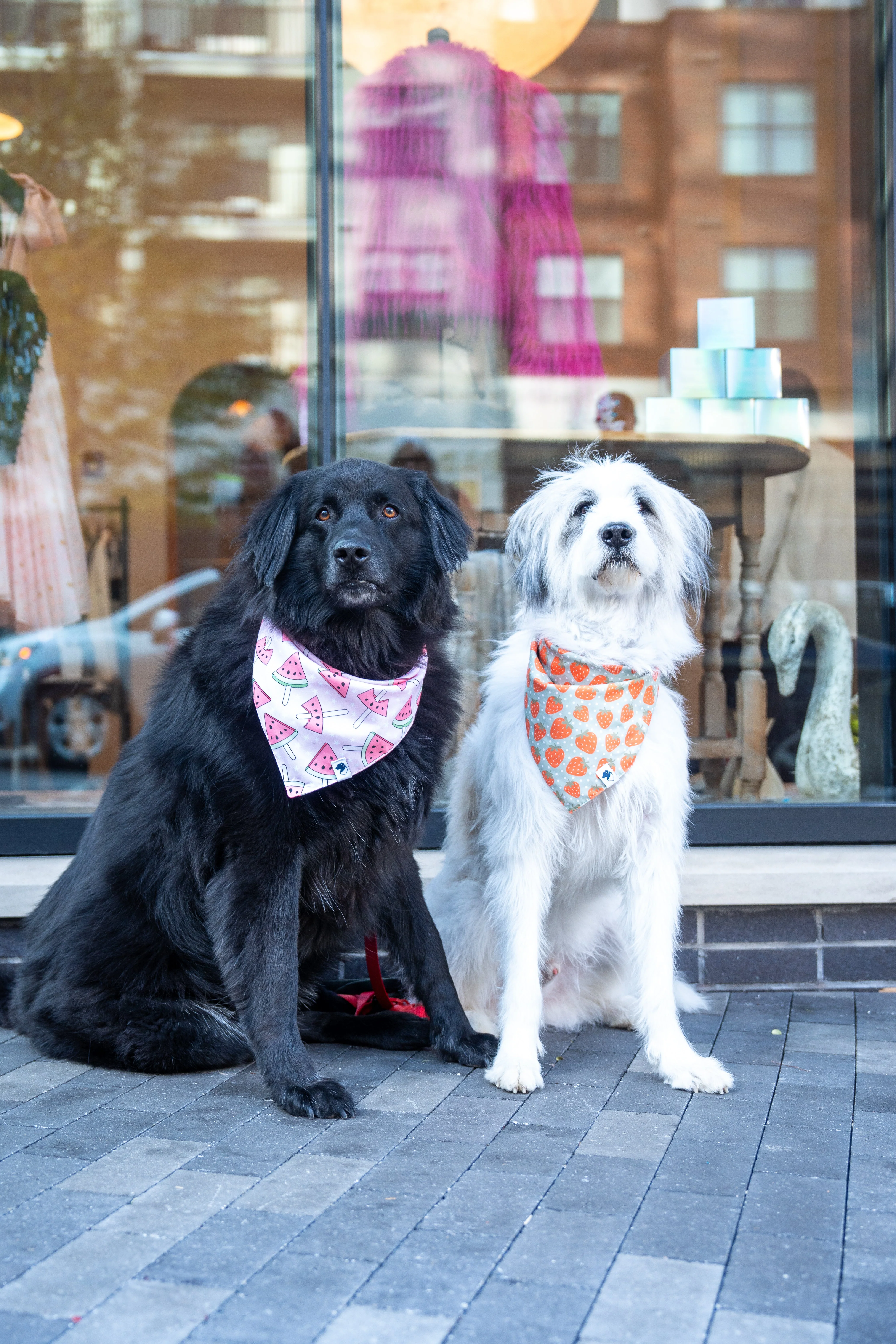 Watermelon & Strawberry Dog Bandana - Image 4