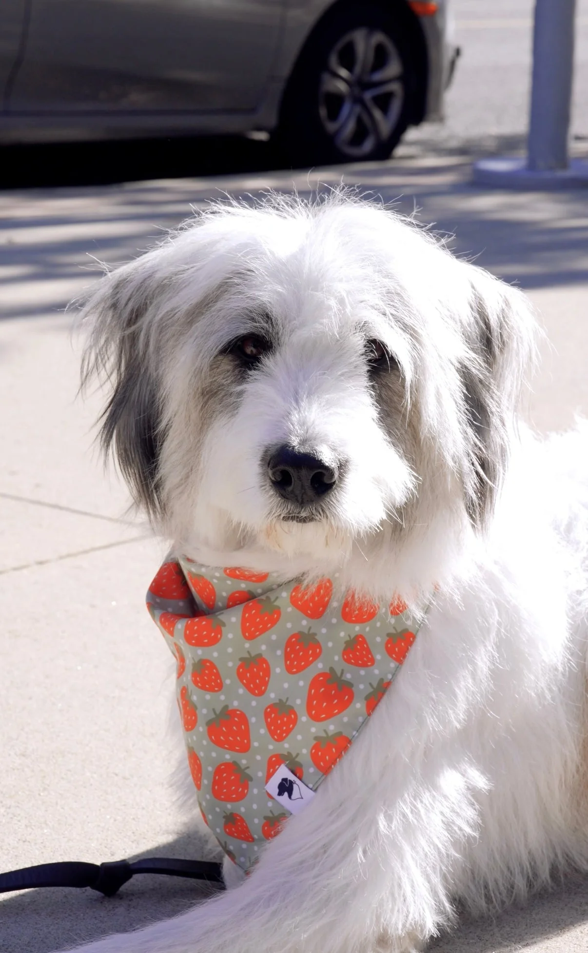 Watermelon & Strawberry Dog Bandana - Image 5