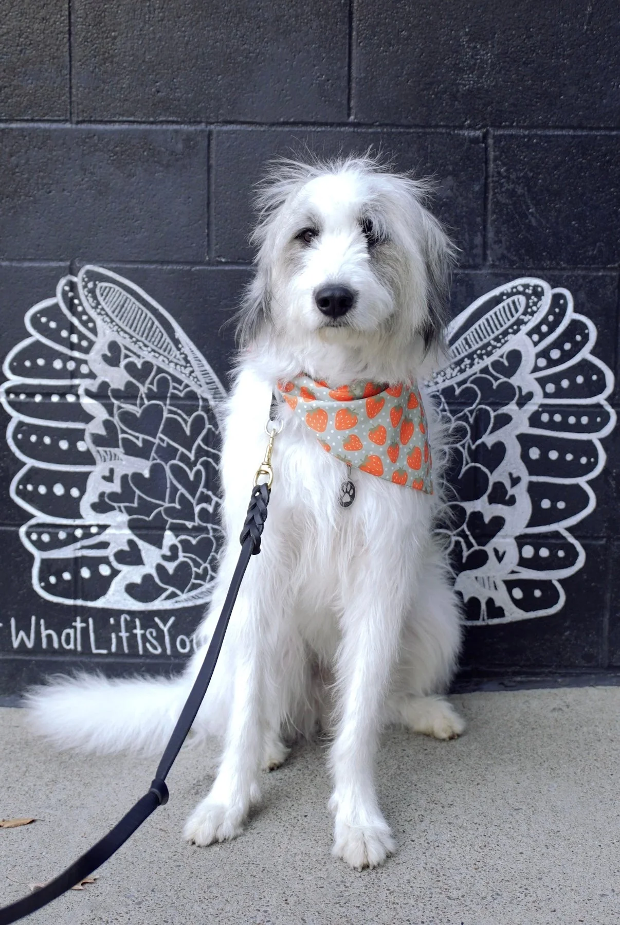 Watermelon & Strawberry Dog Bandana - Image 6