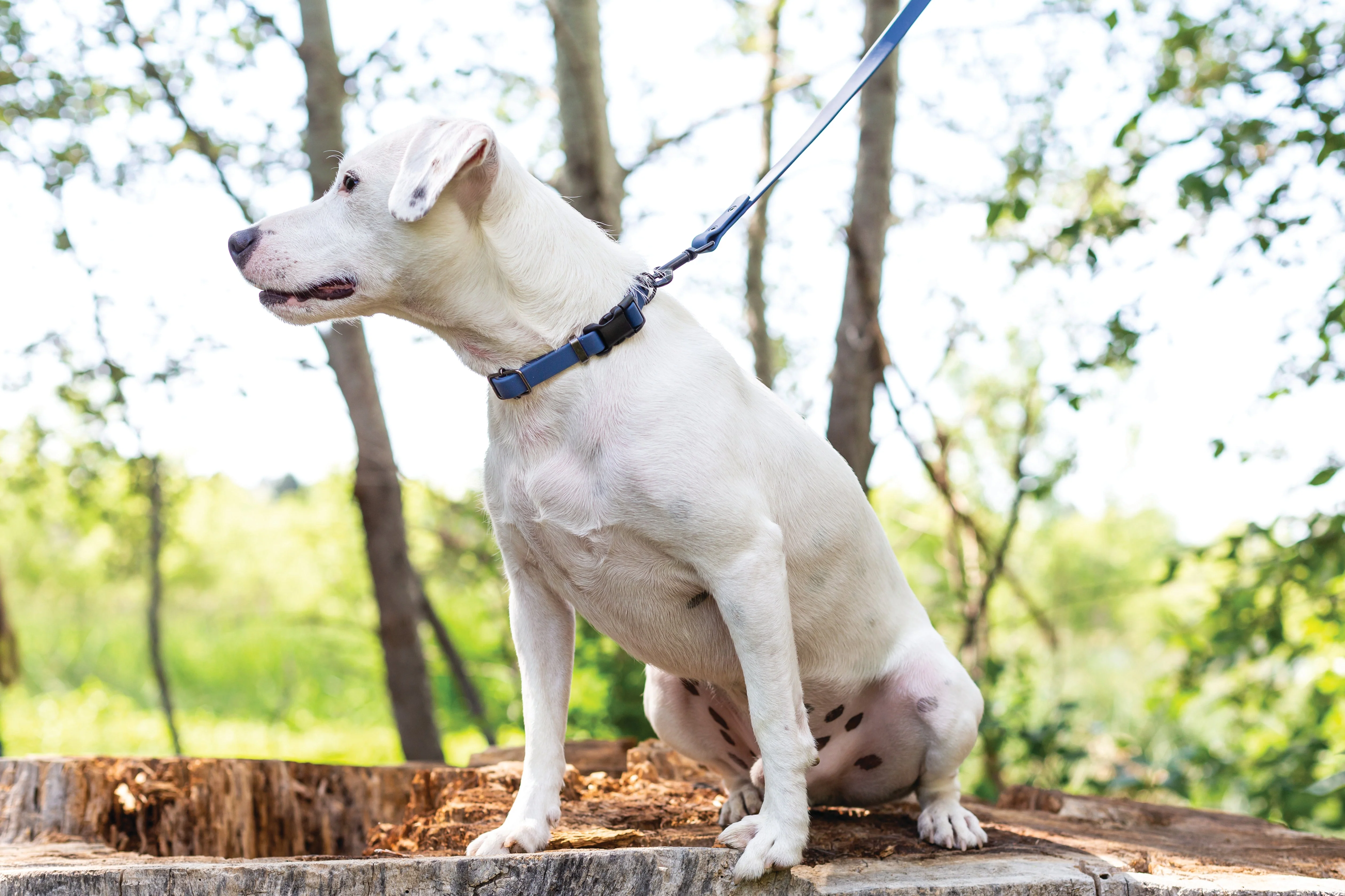 Waterproof Blue Jeans Super Soft PVC Dog Collar - Image 3