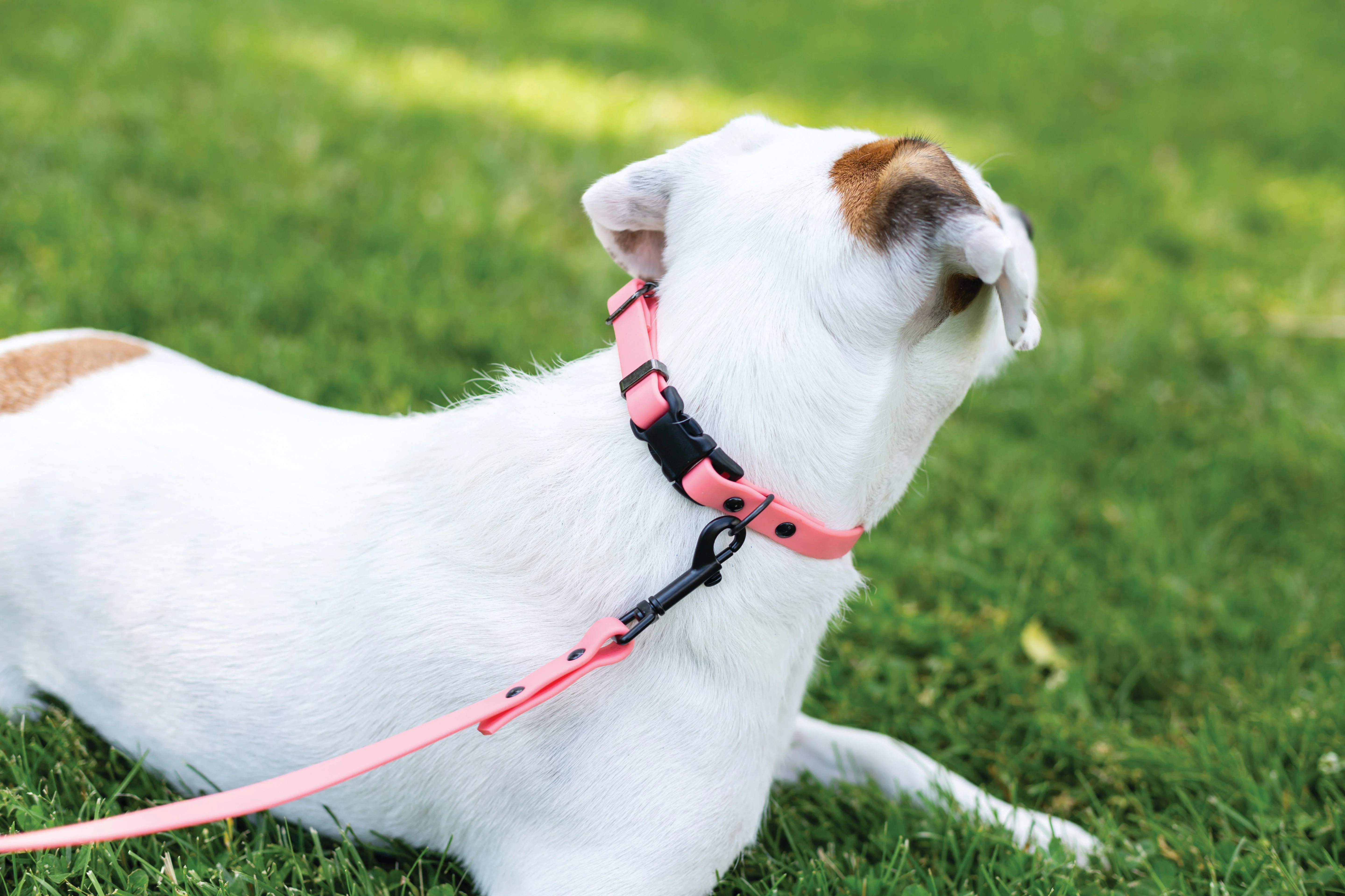 Waterproof Coral Reef Super Soft PVC Dog Collar - Image 3