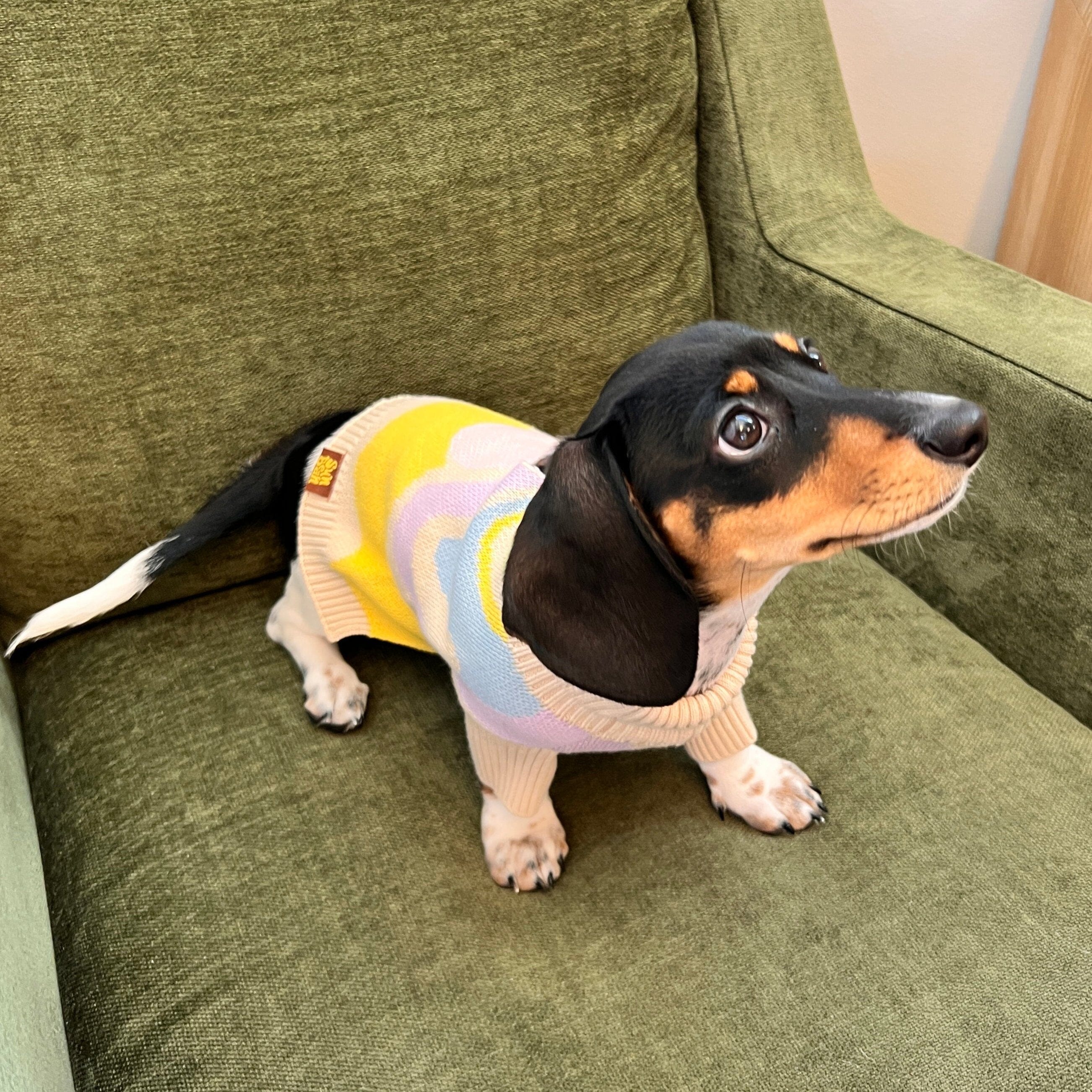 Wavy Knitted Dog Sweater - Image 8