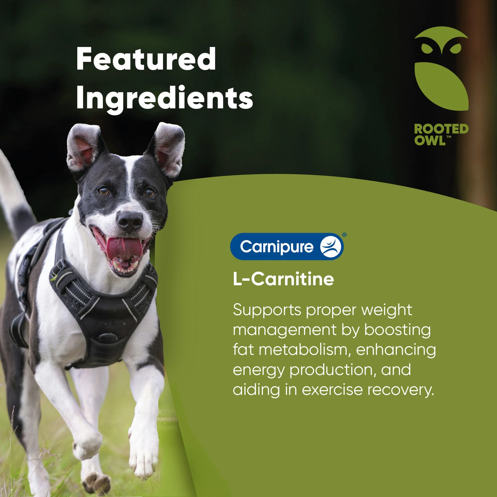 Weight Management - Image 4