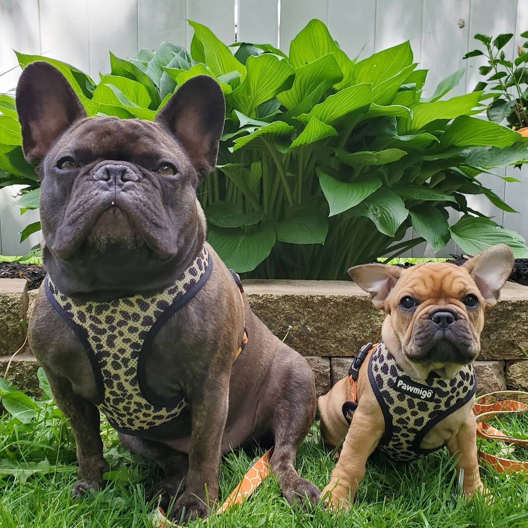Wild Thing Reversible Harness - Image 6