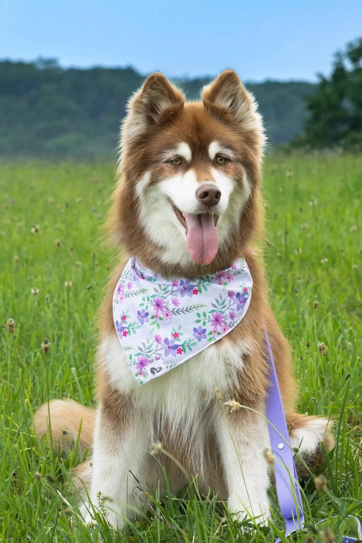 Wildflower Meadow Dog Bandana - Image 2