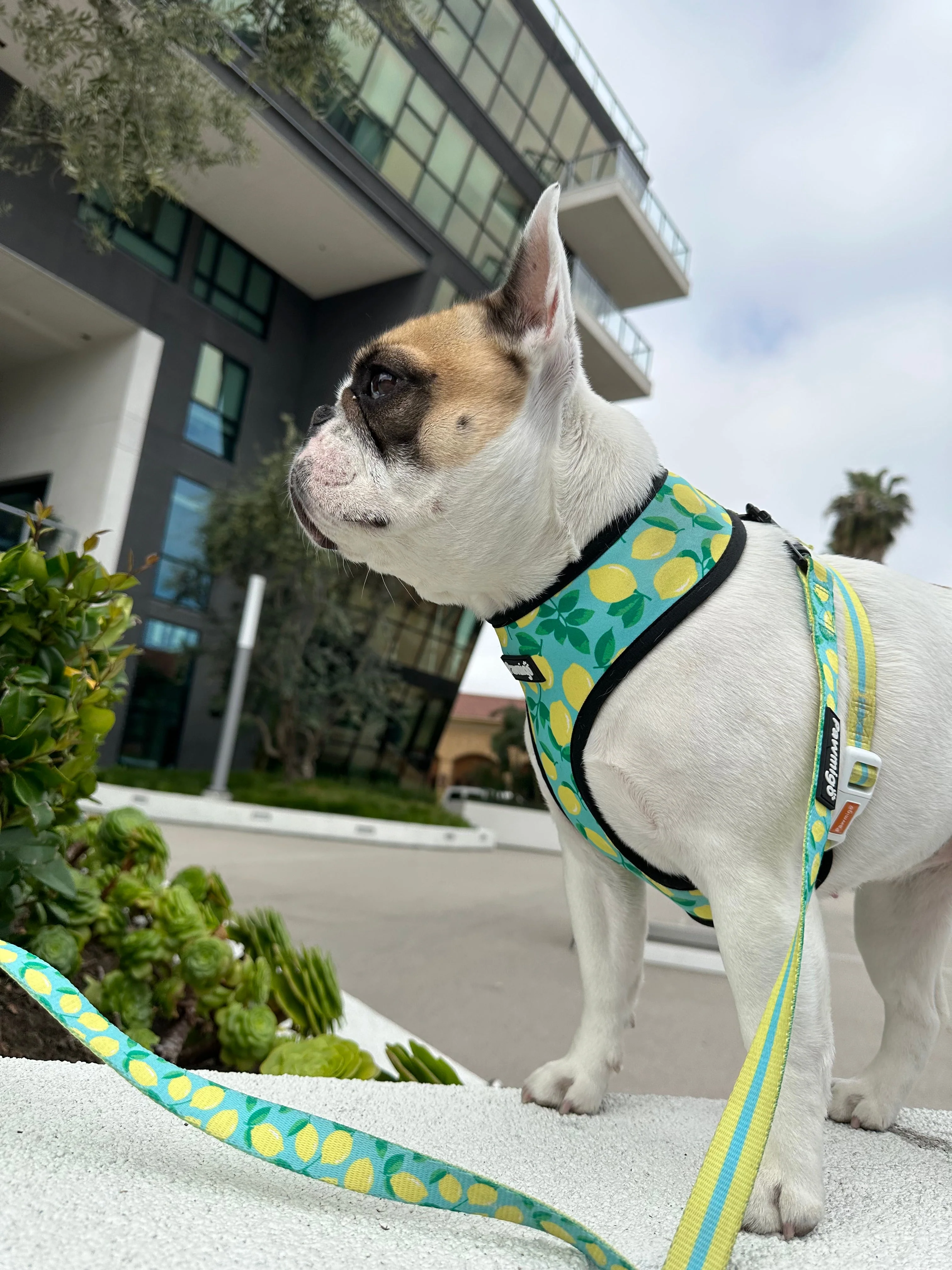 Worth The Squeeze Leash Kit - Image 2