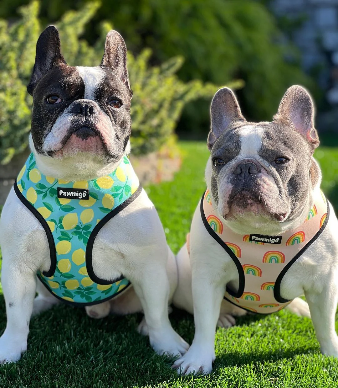 Worth The Squeeze Reversible Harness - Image 2