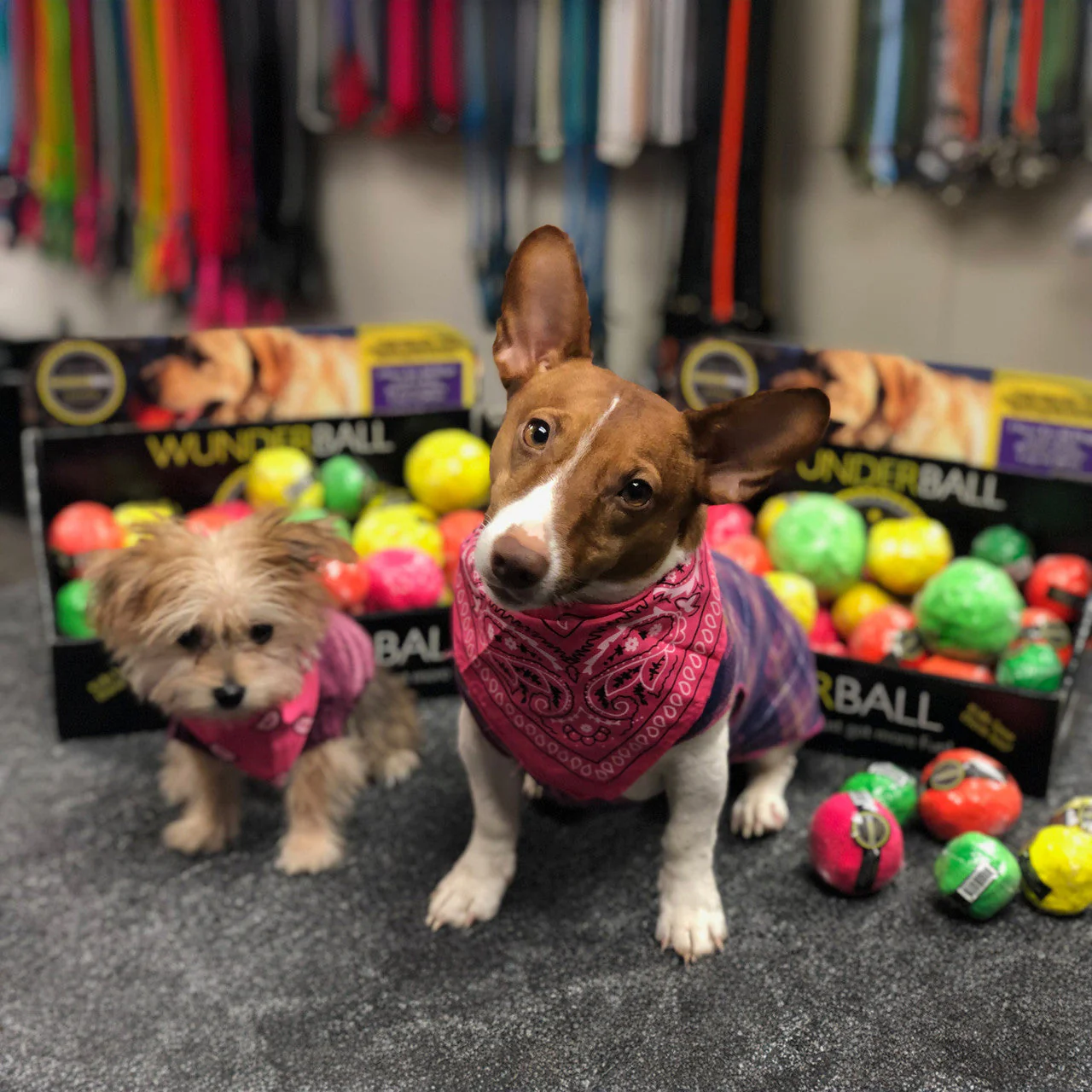 WUNDERball - Best Fetch Toy - Image 4