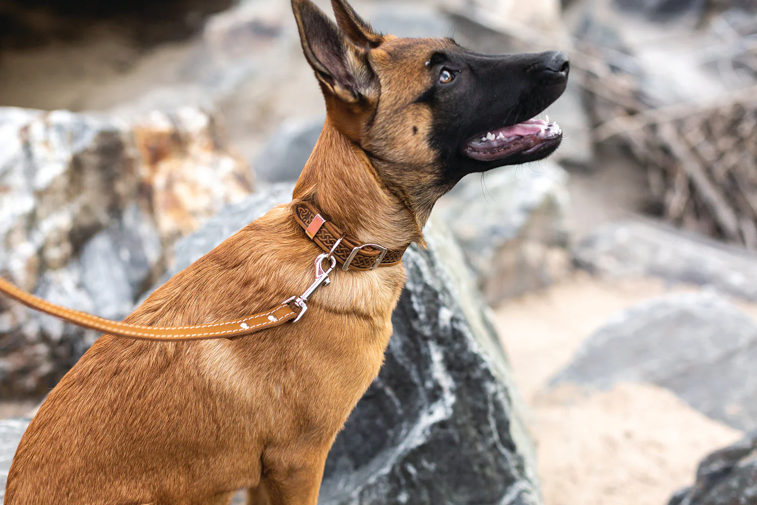 Celtic Double Buckle Style Leather Dog Collar - Image 2