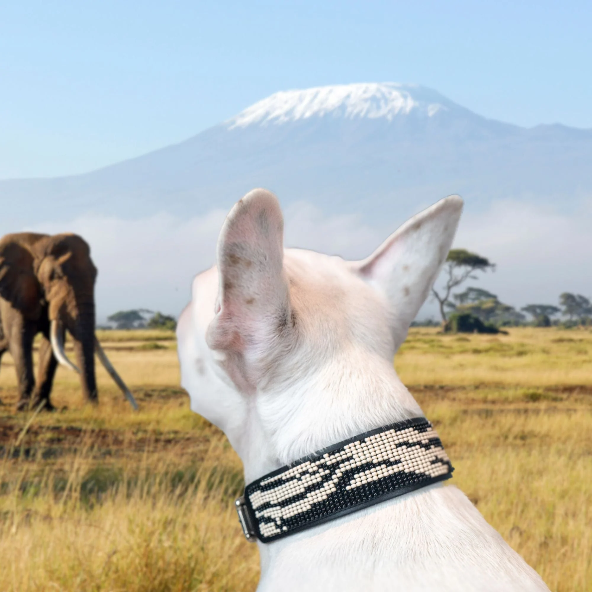 Zebra Sambboho dog collar (animal print collection) - Image 3