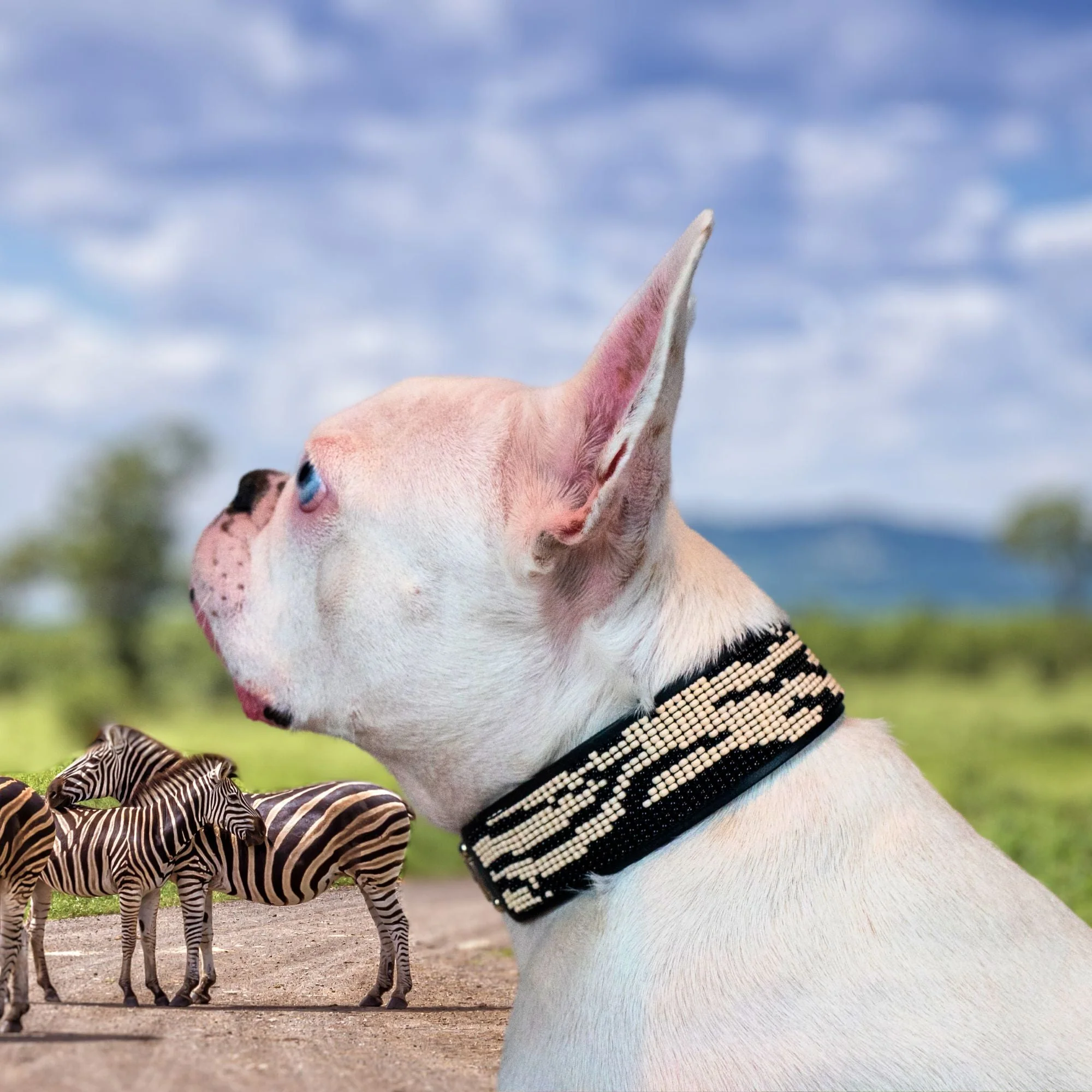 Zebra Sambboho dog collar (animal print collection) - Image 4